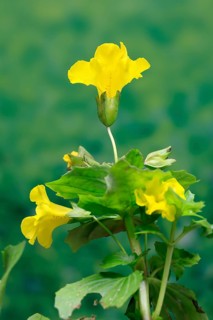 Common monkey-flower (Mimulus guttatus), also known as spotted monkey-flower or common