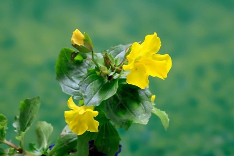 Common monkey-flower (Mimulus guttatus), also known as spotted monkey-flower or common