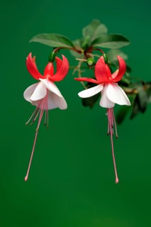 Fuchsias (Fuchsia), flowering, flower, Ellerstadt, Germany, Europe
