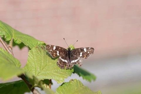 Map butterfly (Araschnia levana), butterfly, summer generation, leaf, macro, The land carder sits