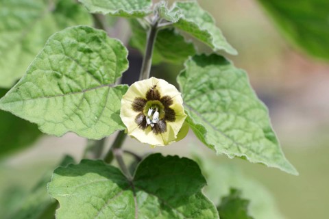 Physalis (Physalis peruviana), Flower, Physalis, The small flower of the physalis hangs between the