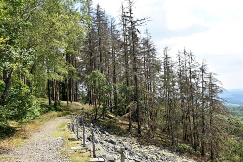 Forest dieback in the Hunsrück-Hochwald National Park with dead coniferous forest and healthy