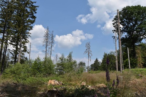 Forest dieback in the Hunsrück-Hochwald National Park with clear-cutting on a hilltop,