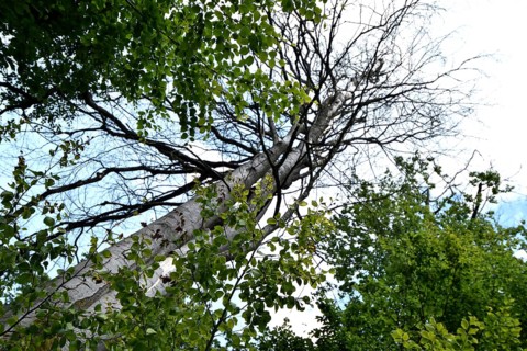 Forest dieback in the Hunsrück-Hochwald National Park with dead beech and healthy deciduous trees,