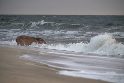 Hippopotamus (Hippopotamus amphibius) disappearing into the Atlantic Ocean, Surfing Hippos, Petit