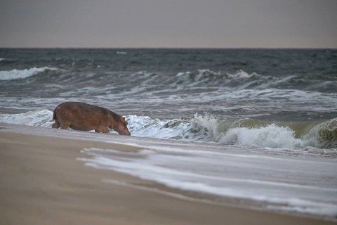 Hippopotamus (Hippopotamus amphibius) disappearing into the Atlantic Ocean, Surfing Hippos, Petit