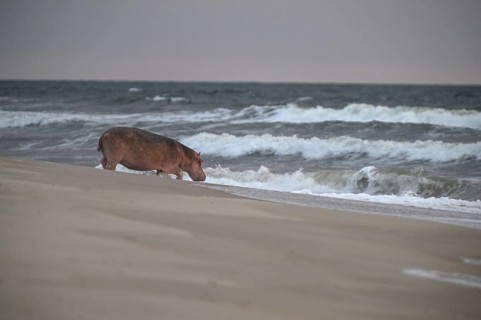 Hippopotamus (Hippopotamus amphibius) disappearing into the Atlantic Ocean, Surfing Hippos, Petit
