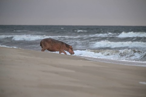 Hippopotamus (Hippopotamus amphibius) disappearing into the Atlantic Ocean, Surfing Hippos, Petit