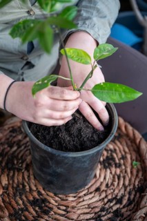 Close-up woman repot a passion fruit plant in a round black pot standing on a table, view from high
