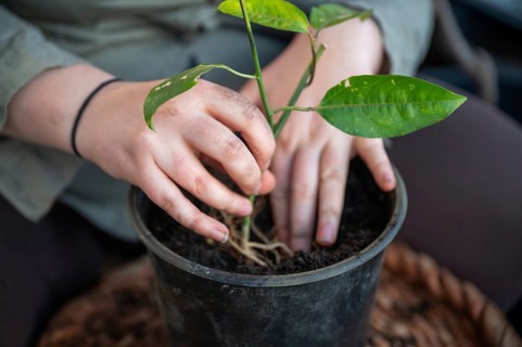 Close-up woman repot a passion fruit plant in a round black pot standing on a table, no visible
