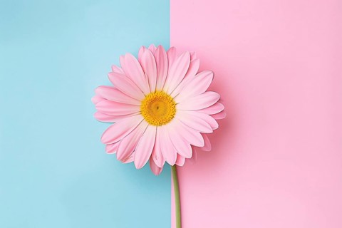 Pink daisy flower on two colored blue and pink background. Generative Ai, AI generated