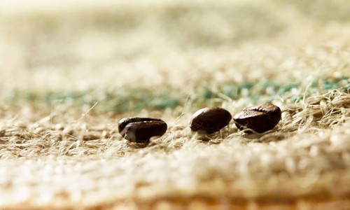 Coffee beans on coffee sack, close-up