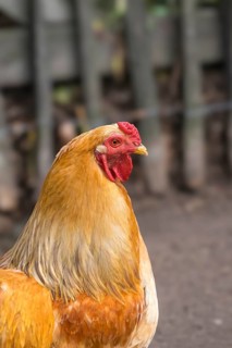 Domestic chicken (Gallus gallus domesticus), North Rhine-Westphalia, Germany, Europe