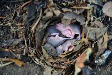 Newborn little mice in nest of the field