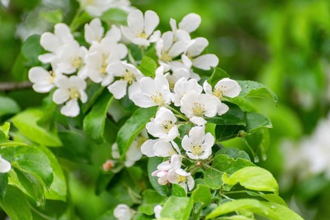 Apple branch with white flowers in spring