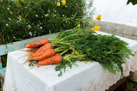 A fresh carrot with leaves lies on the table