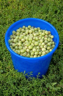 A bucket of gooseberries on the background of green grass