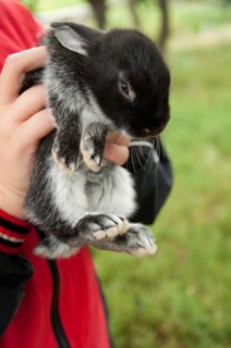 Small beautiful bunny in children's hands