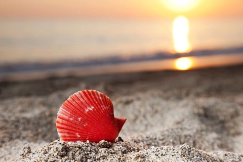 Summer vacations, seashell or scallop shell on sunset sea sand beach