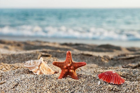 Summer vacations, starfish and seashell or scallop shell on blue sea sand beach