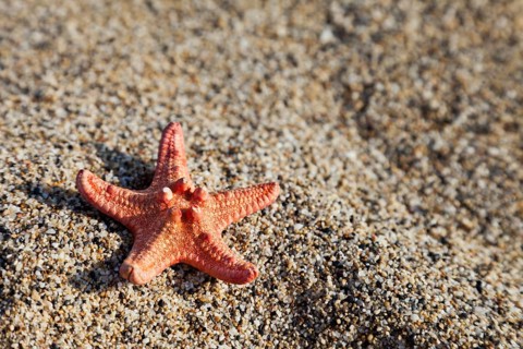 Summer vacations, starfish on sea sand beach