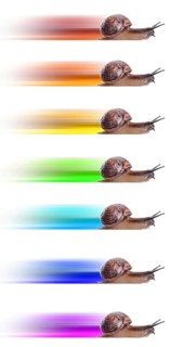 Concept. fast snail with colored silhouette. Isolated on white