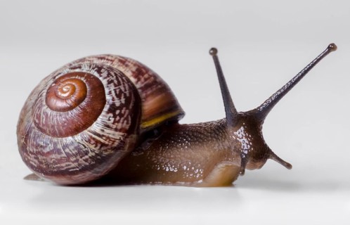 The snail close-up, macro. On gray background