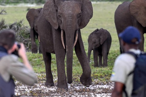 Tourists and african forest elephants (Loxodonta cyclotis) on a foot safari, Loango National Park,