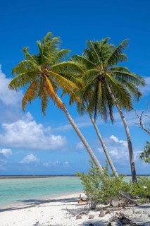 Coconut palm (Cocos nucifera), Tikehau, Atoll, Tuamotu Archipelago, Tuherahera, Rangiroa, French