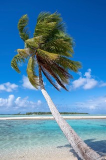 Coconut palm (Cocos nucifera), behind it a sandbank and a motu, Tikehau, atoll, Tuamotu