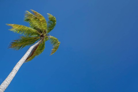 Coconut palm (Cocos nucifera), copyspace, Tikehau, Atoll, Tuamotu Archipelago, Tuherahera,