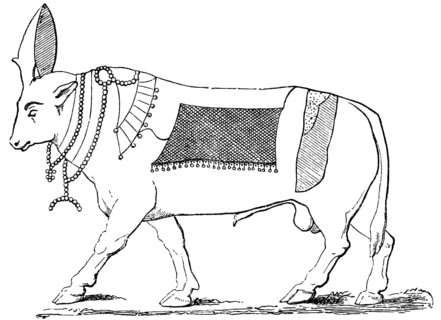 Apis the sacred bull of Memphis, earthly embodiment of the god Ptah, Egyptian mythology, historical