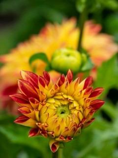 Yellow-red chrysanthemums in close-up with green background, Legden, münsterland, westphalia,