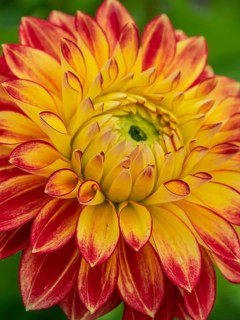 Close-up of a yellow chrysanthemum with red edges on the petals, Legden, münsterland, westphalia,