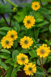 Yellow zinnias (Zinnia), Allgäu, Swabia, Bavaria, Germany, Europe
