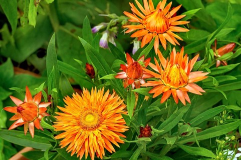 Garden immortelle (Xerochrysum bracteatum), Allgäu, Swabia, Bavaria, Germany, Europe