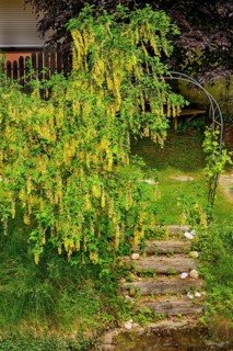 Flowering laburnum, on the banks of a stream, Allgäu, Swabia, Bavaria, Germany, Europe