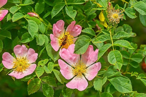 Dog roses (Rosa canina), with honey bee (Apis), Allgäu, Swabia, Bavaria, Germany, Europe
