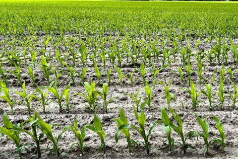 Field with plants of young corn (Zea mays) young maize plants growing on maize field, visible