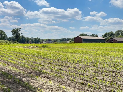 Field with plants of young corn (Zea mays) young maize plants growing on maize field, visible