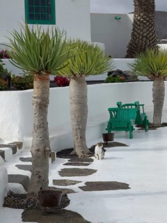 White architecture with palm trees and a sitting cat on a cobbled path, arrecife, Lanzarote, Canary