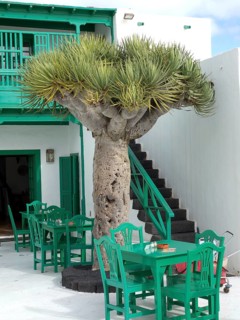 Larger tree on a terrace with green chairs and tables in front of a building in Lanzarote,