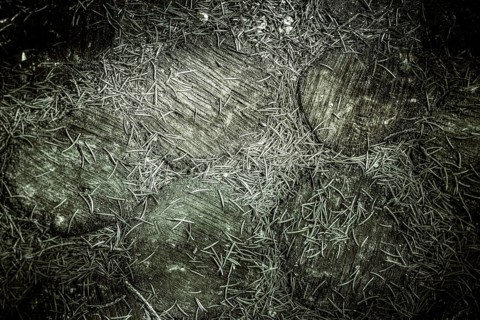 Wooden surface covered with numerous dry pine needles in a dark, rustic atmosphere, background