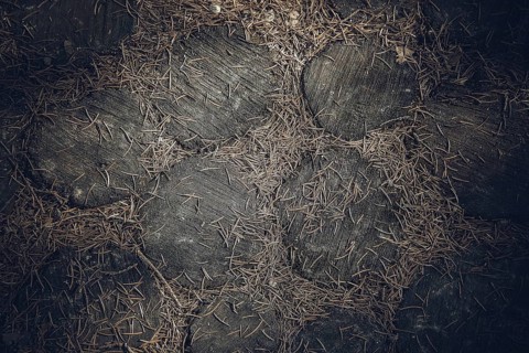 Dark paving stones covered in dry pine needles, creating a rustic and natural feel, background
