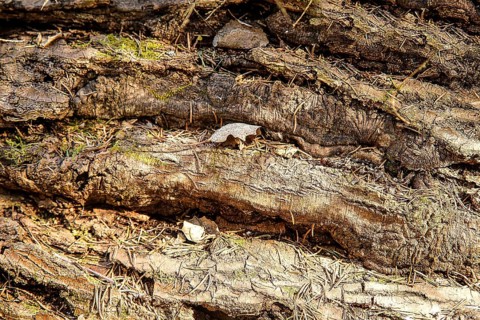 Close-up view of rough tree bark texture with hints of moss, creating an earthy and natural