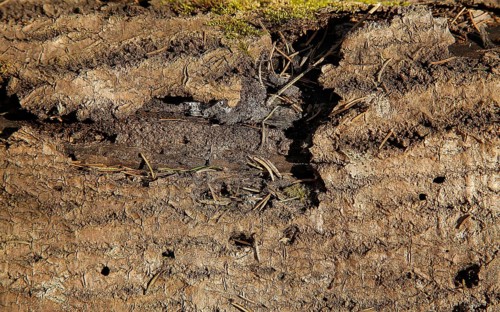 Close-up of rough tree bark with textured, natural surface in an outdoor forest environment,