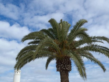 A palm tree rises against a cloudy sky, arrecife, Lanzarote, Canary Islands, Spain, Europe