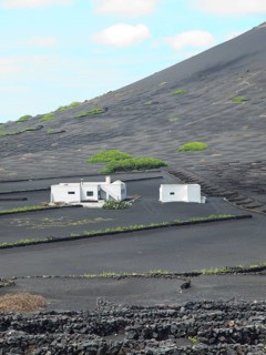 White house with lava stone walls and low plants, embedded in black lava fields, arrecife,