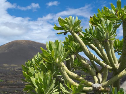 Large cactus with green leaves in the foreground and volcanic mountain landscape in the background,