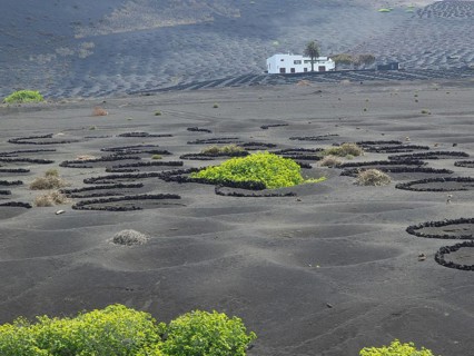 Landscape with black soil, scattered vegetation and white houses, arrecife, Lanzarote, Canary